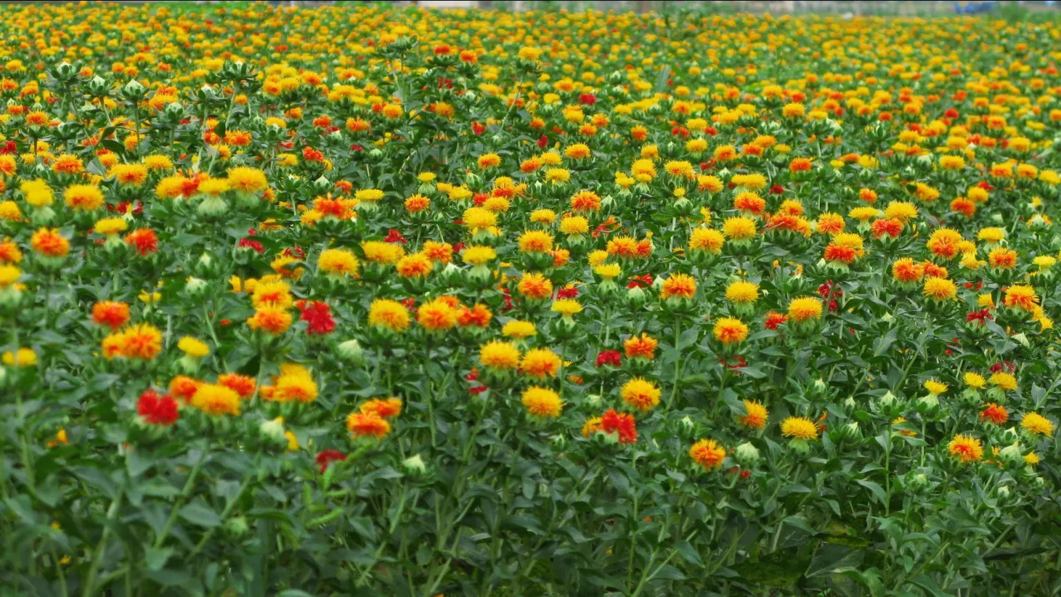 Carthamus Tinctorius (Safflower) Seed Oil in skincare