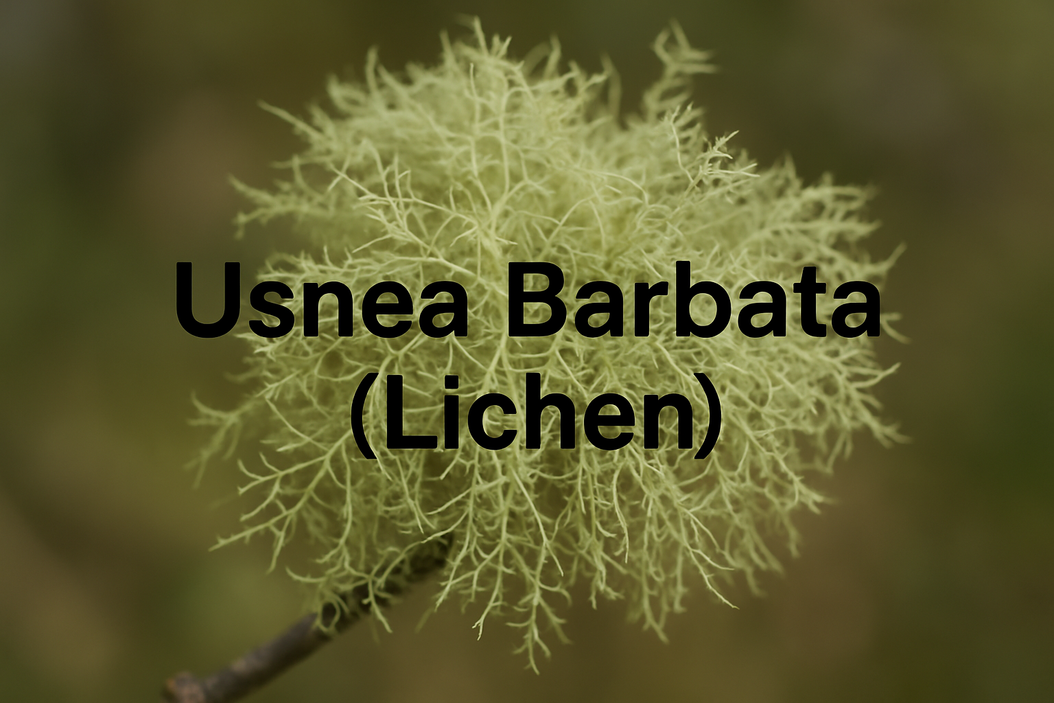 Usnea Barbata (Lichen) Extract in skincare