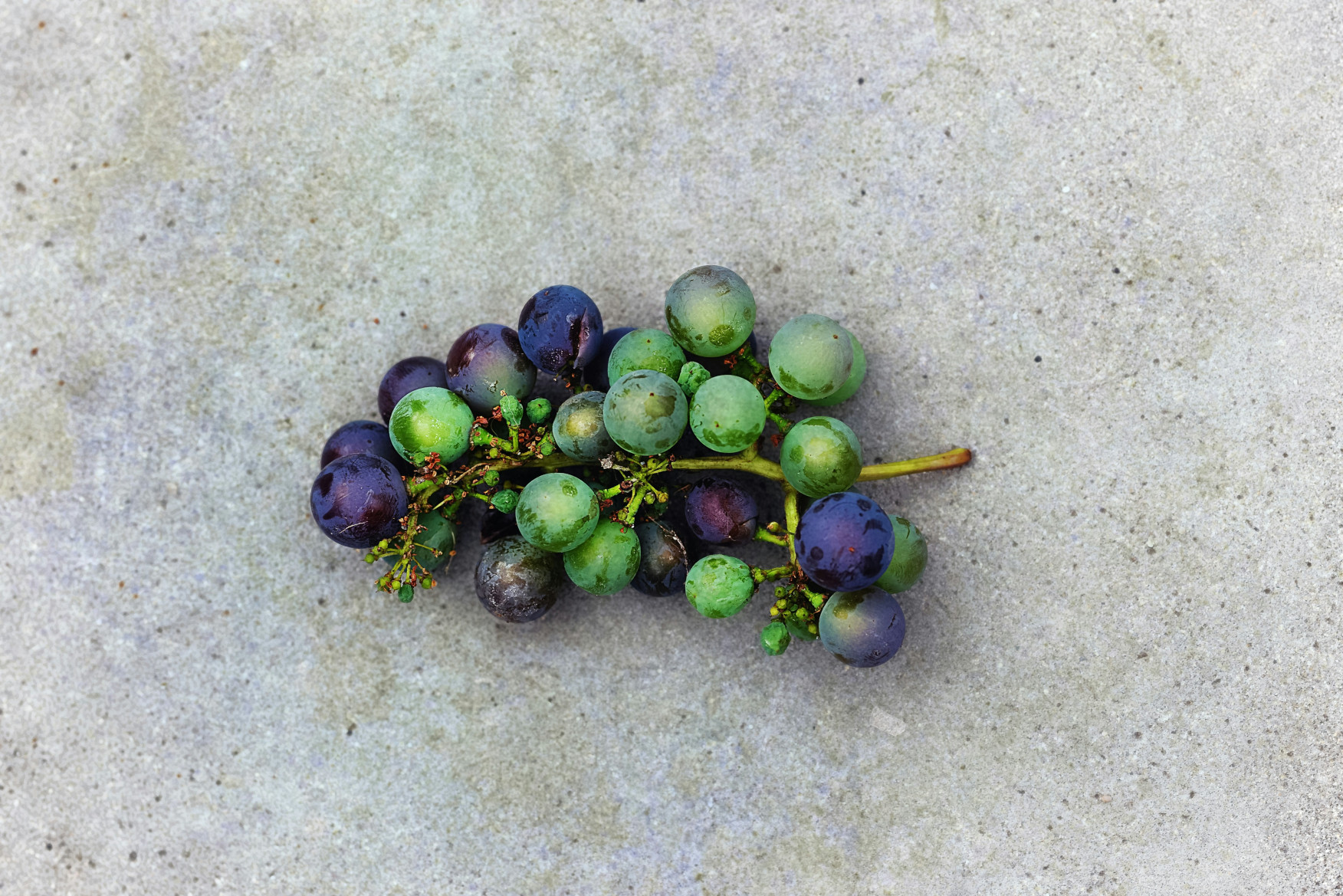 Vitis Vinifera (Grape) Seed Oil in Skincare
